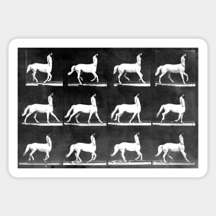 A Study of the Movement of Centaurs (Canter). Sticker